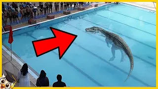 20 Animales Peligrosos Invadieron Piscinas