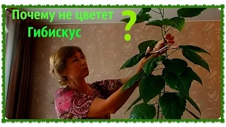 Гибискус (Китайская роза).  Как размножить гибискус. Обрезка гибискуса.