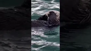 Sea Otter Hates Waking Up 🦦