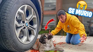 ¡¡ARROLLARON A MI CACHORRITO!! * Accidente