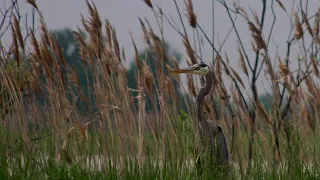 Herons, Egrets and Chickadees!