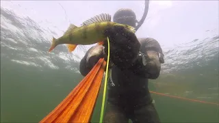 Spearfishing Poland - Lake Perch