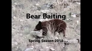 Bear Baiting Spring 2018