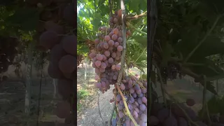 Üzüm bağı kontrolü #üzüm #bag #asma #grape #tarım #ziraat #çiftçi #agriculture #doğa #tarla #tarla