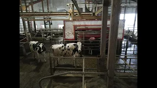 How Lely Robotic Milking System Works