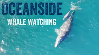 Whale Watching Views in Oceanside California