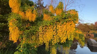 Beautiful Golden chain tree at False Creek Charleson Park pond, Vancouver BC