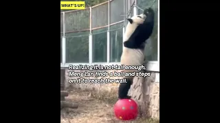 Meng Lan, a giant panda at the Beijing Zoo, likes “breaking out of prison.”