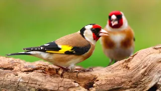 Chirps of Joy: Unveiling the Enchanting World of Goldfinches! 🌼🎶 #Birdwatching101 #GoldfinchMagic