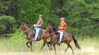 Single Footer Horse Reverand Homer with other Single Footers