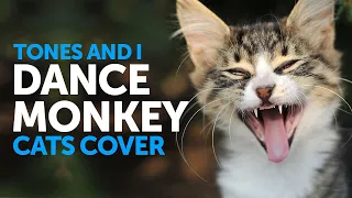 Dance Monkey Cats Parody Animal Cover