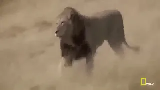 Lion vs Buffalo National Geographic Lion Documentary Nat Geo Wild Animal.  mosharef animals