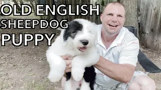 New OLD ENGLISH SHEEPDOG PUPPY for our Farm