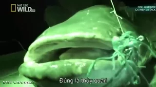 Documentaries 2016 - Fish Warrior Catfish Attack HD