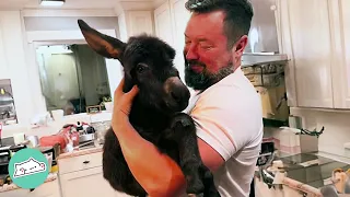 House Donkey Knows When It’s Bedtime And Loves Snuggling With Owners | Cuddle Buddies