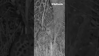 Special sighting for the week with a small spotty carnivore. #Wildearth
