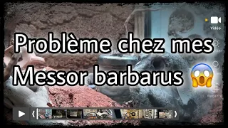 J’ai un souci avec les Messor barbarus! ☹️