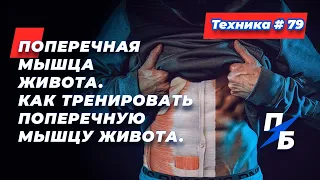 Поперечная мышца живота. Как тренировать поперечную мышцу живота