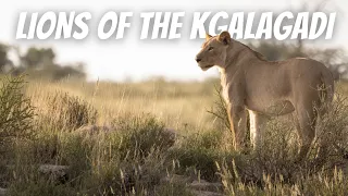 Kgalagadi - Day 6: Rooiputs to Polentswa. THE NOSSOB VALLEY LIONS!