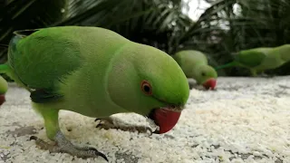 GreenParakeet Feeding - Day 36