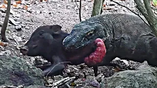 Piglet swallowed alive by Komodo dragon