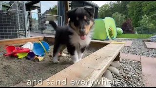 Sandbox premiere for Collies vom Seehain puppies with 6 weeks age