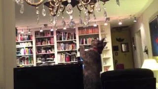 Cat versus Chandelier