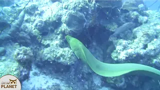 An Eel that can grow more than 6 Feet | Moray Eels