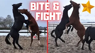 Bite & Fight! Rising Star⭐ becomes a real stallion! Crazy Johnny😎 | Friesian Horses