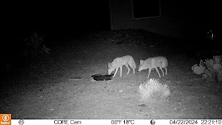 Trail cam for 0411 to  0427 plus live action shots from walks and travels Green Valley AZ 04282024