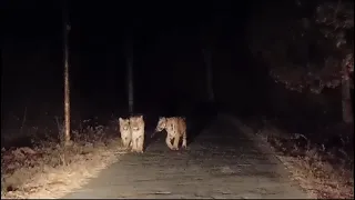 Encounter with Three Tigers on Tadoba Road: Unbelievable Wildlife Moment