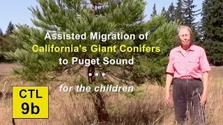 CTL 9B - Assisted Migration of California's Giant Conifers to Puget Sound for the Children