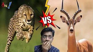 Antelope vs Cheetah, who will win? #shorts, #ytshorts