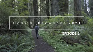 Photographing the Redwoods, Spring 2021: Episode 2