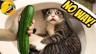 Funniest Animal Videos 😆 Try Not To Laugh Cats And Dogs 🤣 😆 CHARLIE #15