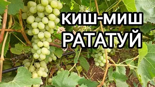 киш-миш РАТАТУЙ