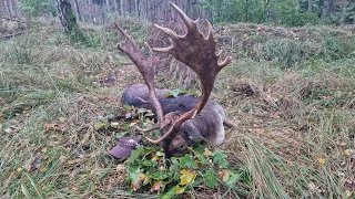 Fallow Deer and Mouflon Hunting