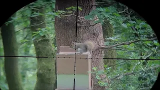 Squirrel hunting UK   air rifle