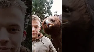 Golden Eagle Calls to the Camera || ViralHog