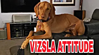 LIFE WITH HUNGARIAN VIZSLA DOG 🐕🐕 😂