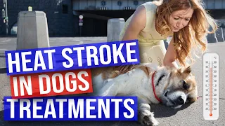 Heat Stroke in Dogs Treatment at Home
