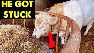 BUYING A BULL | HE GOT HIS HEAD STUCK #CRAWFORDFARMS #027