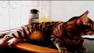 bengal cat imitating the sound of birds