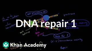 DNA repair 1 | Biomolecules | MCAT | Khan Academy