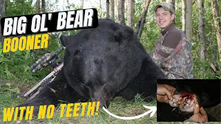 BIG Ol' Bear with NO TEETH!  And it's a BOONER to boot!