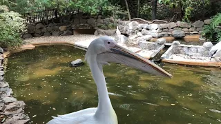 Pelican Flying (Slow Motion)