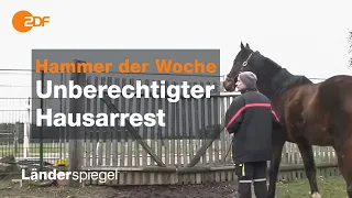 Stallhaltung wider Willen! Stadt versperrt Pferdekoppel - Hammer der Woche vom 29.02.2020 | ZDF