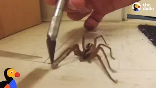 Guy Helps Wolf Spider Untangle His Feet | The Dodo