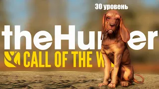 theHunter Call of the Wild™ Охота с Собакой 30 уровня и советы как быстро её прокачать!