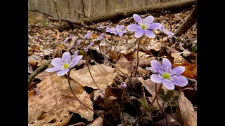 Photographing Hepatica Flowers with the Olympus 12-100 and 90mm
